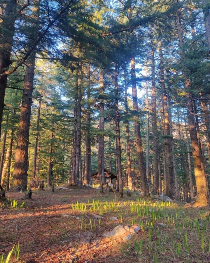 Вилла Deep In Woods Jibhi Экстерьер фото